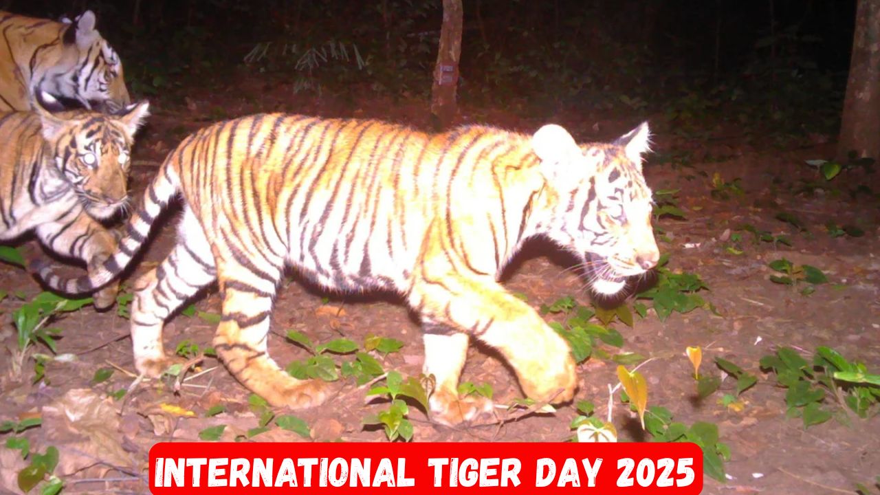 international tiger day 2025